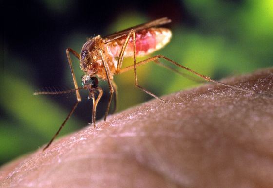 mosquito on a human